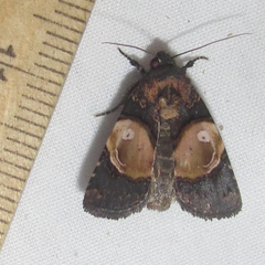 Hampsonodes orbica