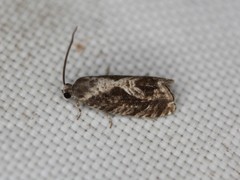 Cydia lacustrina