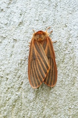 Heliconisa pagenstecheri