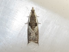 Ancylis sheppardana