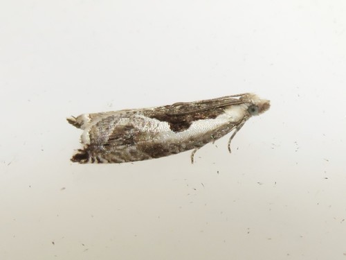 Ancylis sheppardana
