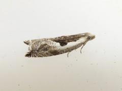 Ancylis sheppardana