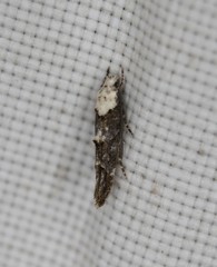 Mompha murtfeldtella