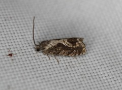 Cydia lacustrina