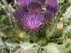 Cirsium scariosum congdonii