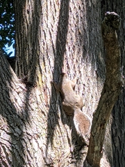 Sciurus carolinensis
