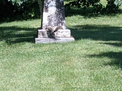 Sciurus carolinensis