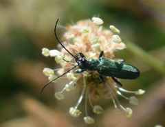 Anogcodes seladonius