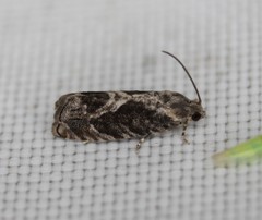 Cydia lacustrina