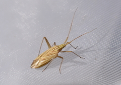 Miridius quadrivirgatus