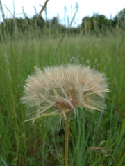 Tragopogon eriospermus