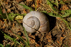 Helix pomatia