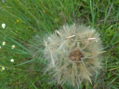 Tragopogon eriospermus