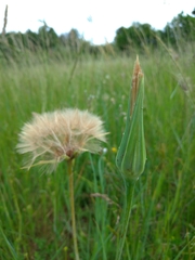 Tragopogon eriospermus
