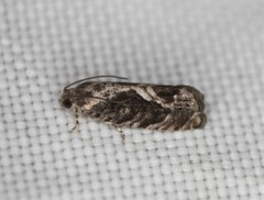 Cydia lacustrina