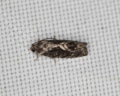 Cydia lacustrina