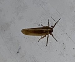 Nothodelphax slossonae