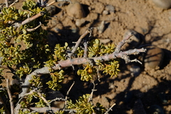Tetraena longicapsularis