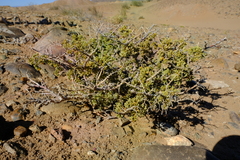 Tetraena longicapsularis