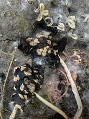 Coprinopsis strossmayeri
