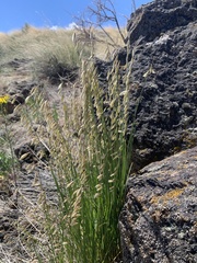 Melica stricta
