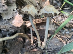 Coprinopsis strossmayeri