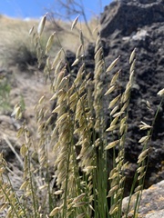 Melica stricta