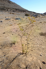 Tetraena prismatocarpa