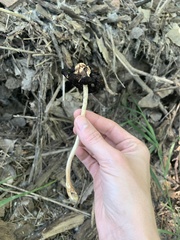 Coprinopsis strossmayeri
