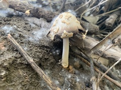 Coprinopsis strossmayeri