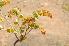 Tetraena prismatocarpa