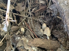 Coprinopsis strossmayeri