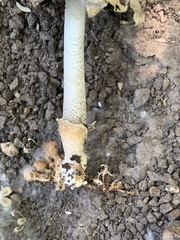 Coprinopsis strossmayeri