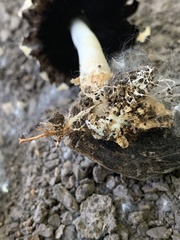 Coprinopsis strossmayeri