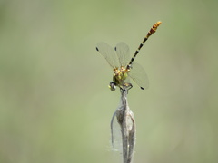 Erpetogomphus
