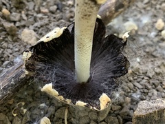 Coprinopsis strossmayeri