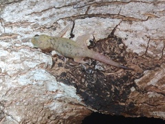 Geckolepis maculata