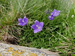 Campanula herminii