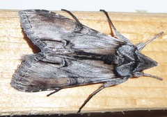 Cucullia lilacina