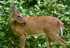 Odocoileus virginianus