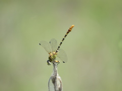 Erpetogomphus