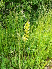 Thlaspi arvense
