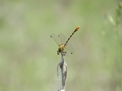 Erpetogomphus