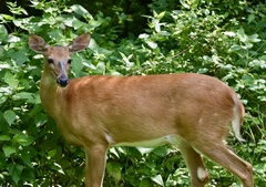 Odocoileus virginianus