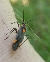 Capsodes flavomarginatus