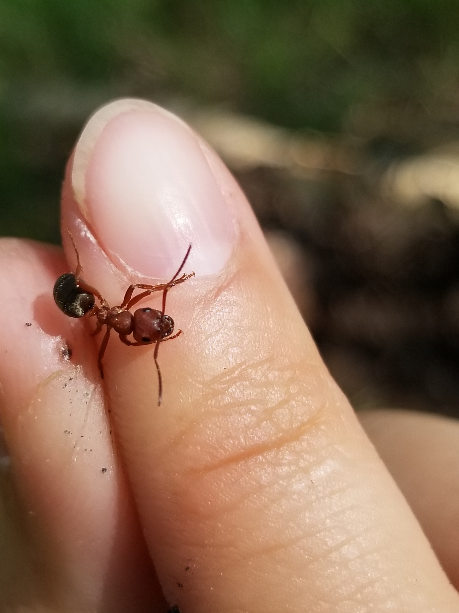 Formica pergandei