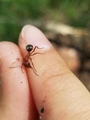 Formica pergandei
