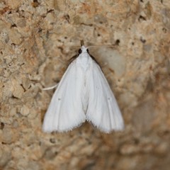 Leptosteges vestaliella