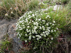 Minuartia recurva