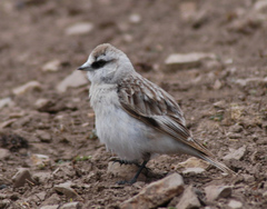 White-Rumped Snowfinch photo 3